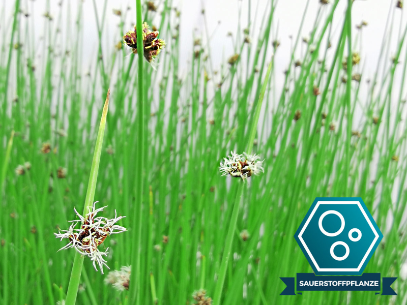 Seesimse - Scirpus lacustris